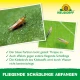 Neudorff Autocollants bleus 8 x 13 cm, lot de 10, contre les thrips